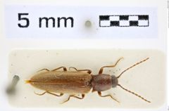 Foto (Dorsalansicht) von Athous (Orthathous) difficilis (Dufour, 1843) (NHMW-ZOO-COL-0008453)